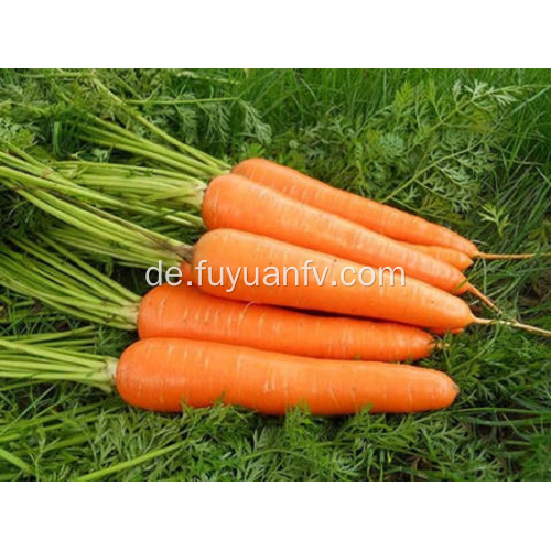 Kleine frische Karotten